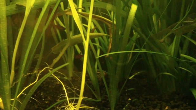 Boraras brigittae (Mosquito Rasbora) searching for Food on the Ground смотреть онлайн