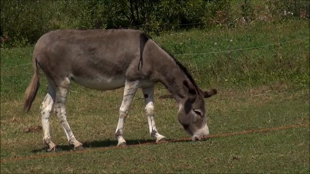 Donkey - Equus Asinus (Linnaeus, 1758)