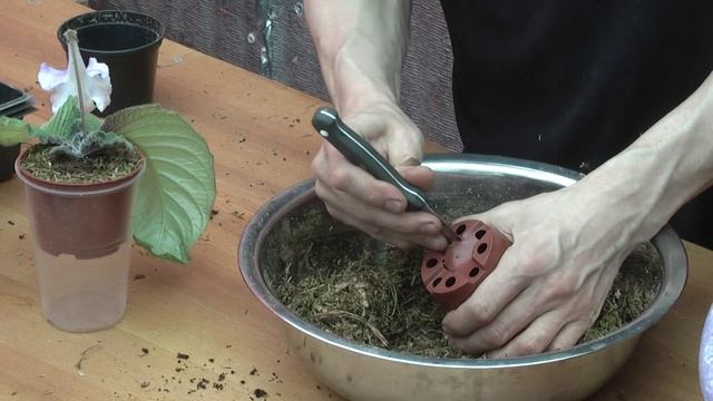 При посадке стрептокарпусов в мох можно увеличить дренажные отверстия в горшке. смотреть онлайн