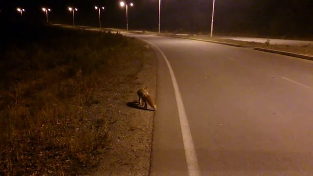 Кормим лису на о. Русский смотреть онлайн