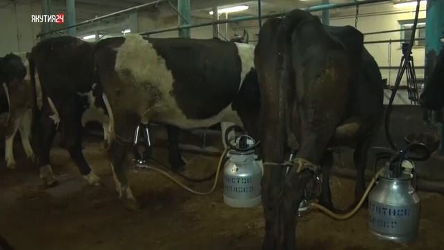 Сельскохозяйственная продукция Ленского района смотреть онлайн