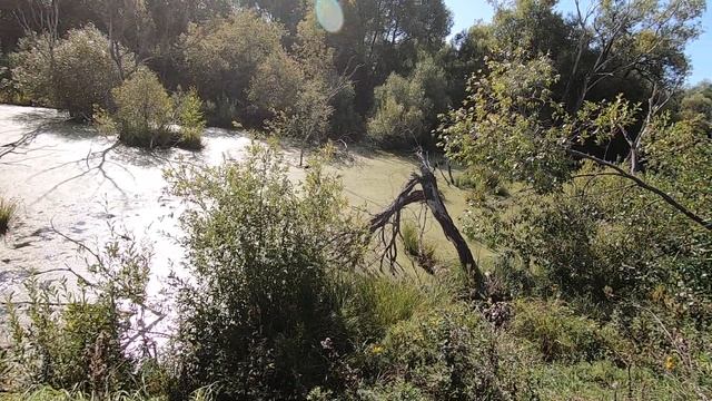 Работа по утке, дратхаар Азарт, сентябрь 2019 смотреть онлайн