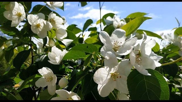 М Пляцковский Наши мамы самые красивые #стихиомаме #стихидлядетей смотреть онлайн