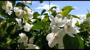 М  Пляцковский  Наши мамы самые красивые #стихиомаме #стихидлядетей