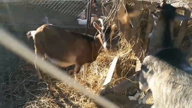 Темпания или остановка рубца у коз. Наш опыт. смотреть онлайн
