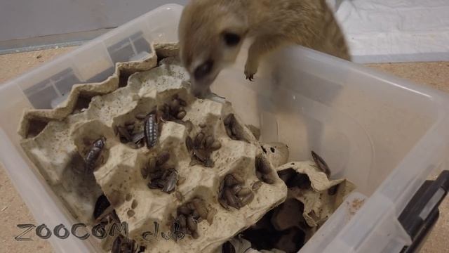 Тыква, тараканы и сверчок! Развлечения лисни после Хэллоуина. смотреть онлайн