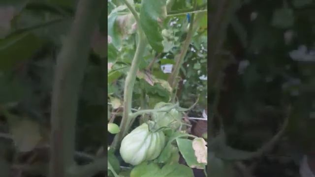 Томат: Сто пудов (Обзор) - 2023. ЛПХ "Стабильный урожай" смотреть онлайн