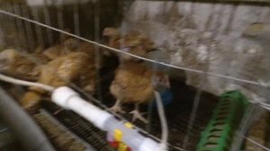 Лечим цыплят от кокцидиоза / Цветной бройлер РедБро