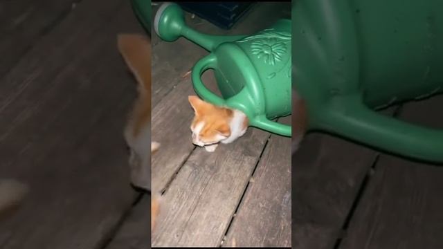 повылазили.mp4 смотреть онлайн
