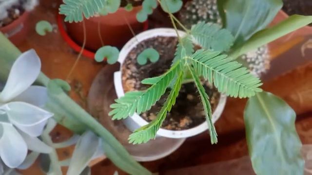 Mimosa Pudica, Ұялшақ Мимоза, Мимоза стыдливая