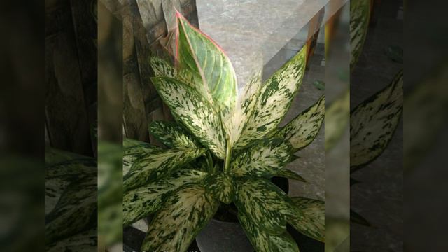 Aglaonema varieties and my collections смотреть онлайн