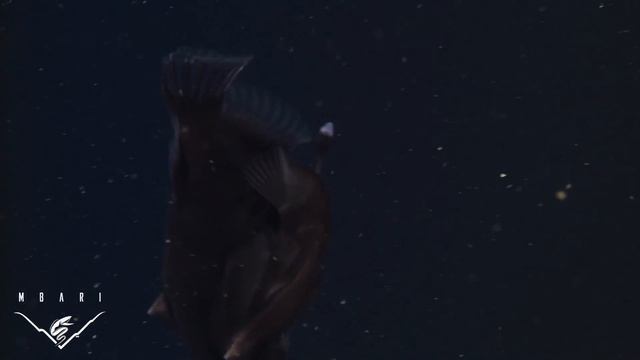 The Anglerfish: The Original Approach To Deep-sea Fishing