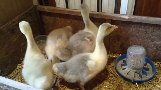 Гусята холмогоры смотреть онлайн