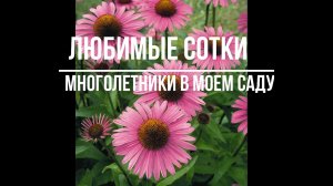 Самые неприхотливые многолетники в моем саду!