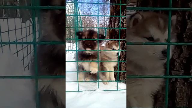 Щенята в оленьих ручьях смотреть онлайн