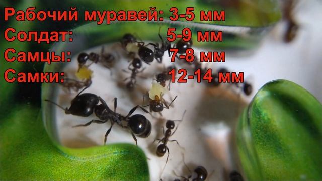 Интересные факты о Муравьях-жнецах (Messor Structor) смотреть онлайн