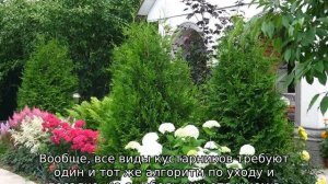 Можжевельник в ландшафтном дизайне