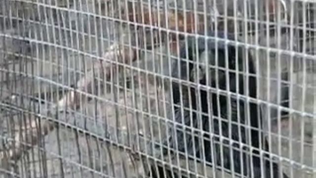 Говорящий ворон Калиннинградский зоопарк.avi смотреть онлайн