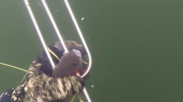 октябрь 2015 дивногорск spearfishing смотреть онлайн