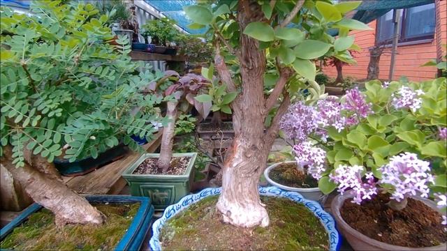 Бонсай на улице лето 2021 год часть 1 смотреть онлайн