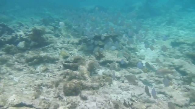 USVI St John snorkeling Nikon coolpix AW100 underwater camera смотреть онлайн