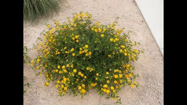 ЛАНТАНА (LANTANA) сем. Вербеновые смотреть онлайн