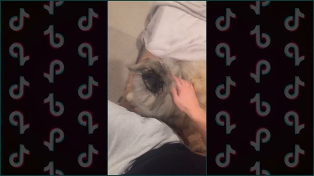 Лучшие ТИК ТОК приколы! [TIK TOK] лучшее с Тик Ток (2019) #31! смотреть онлайн
