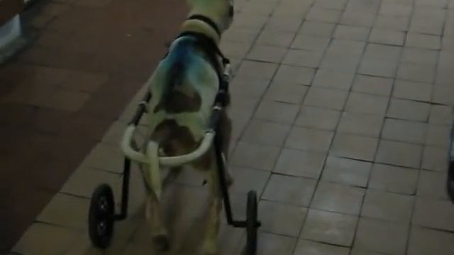 Коляска для парализованных собак-2 смотреть онлайн