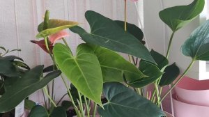 АНТУРИУМ, 5 ПРИЧИН ПОЧЕМУ ЖЕЛТЕЮТ ЛИСТЬЯ У АНТУРИУМА, Создаем Идеальные Условия для Антуриума