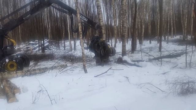 Харвестер пилит березу