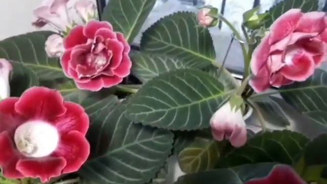 Магия цветущих глоксиний. Хотите верьте, хотите нет. смотреть онлайн