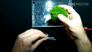 Посадка аквариумного мха ричии на дно аквариума / Planting aquarium moss on the bottom of the aquar
