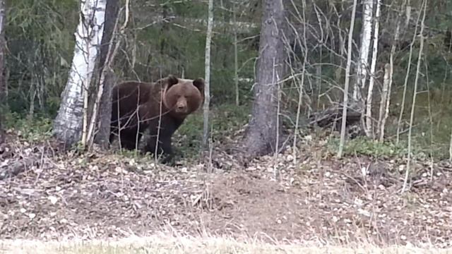 ВСТРЕЧА С МЕДВЕДЕМ....СТРАШНО!!! смотреть онлайн