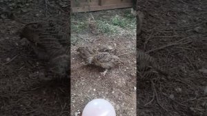 тетеревята