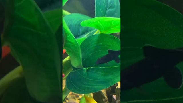 Лабео — популярная аквариумная рыбка из семейства карповых. смотреть онлайн