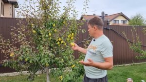 груша чижовская, на что следует обратить внимание при выборе и посадке