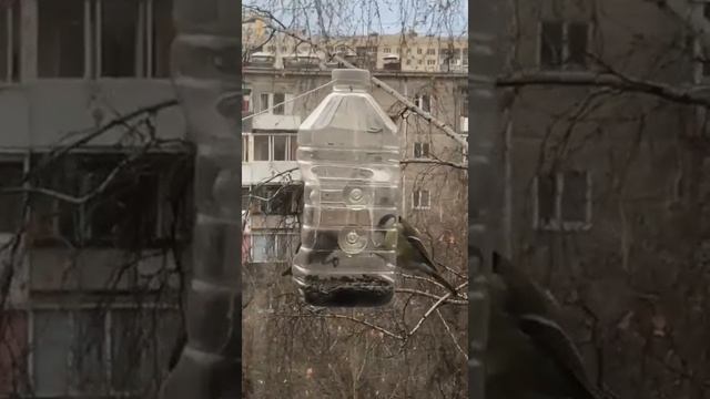 Синичкин день смотреть онлайн