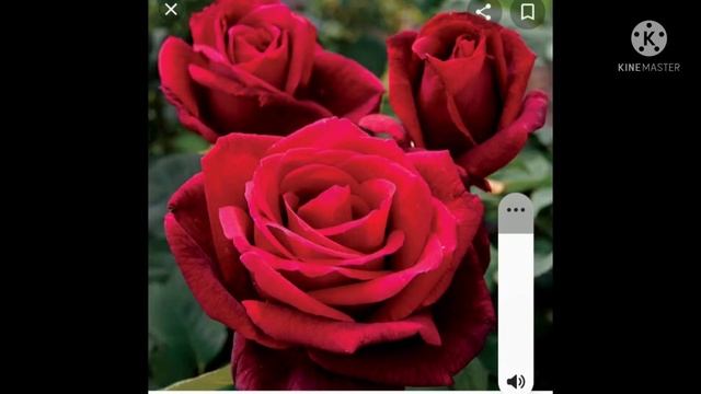 information about mr.Lincoln and different roses смотреть онлайн