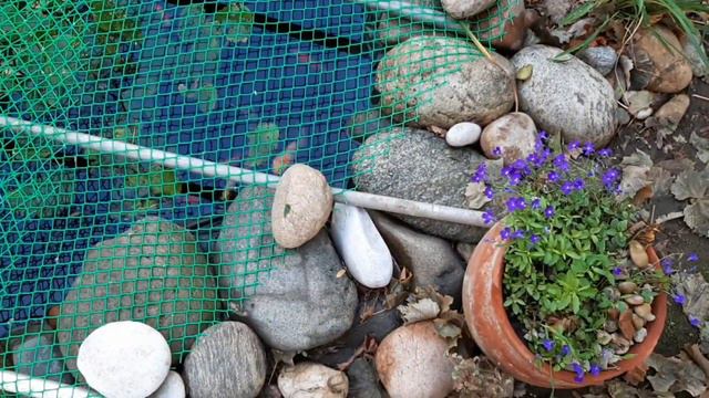 Зимовка золотых рыбок в садовом пруду смотреть онлайн