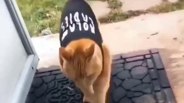 Киборг-убийца смотреть онлайн