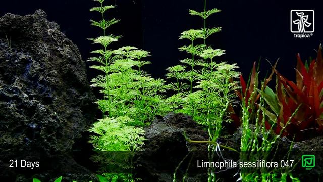 Limnophila sessiliflora смотреть онлайн