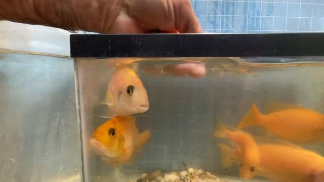 Red Dragon Blood Peacock Cichlid • BREEDER SELECTION • смотреть онлайн