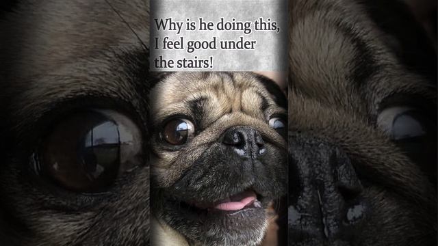 I don't want to take the stairs #puppypug #shortsvideo #funny смотреть онлайн