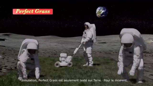 Perfect Grass De Canada Green