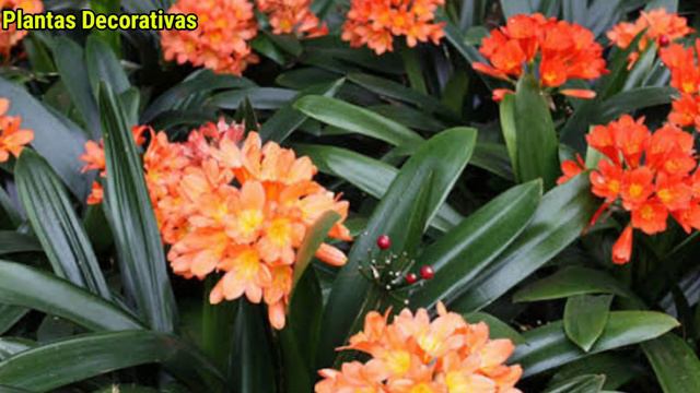 17 melhores idéias de plantas ornamentais com flores para crescer dentro de casa! смотреть онлайн