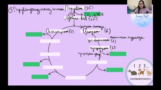 Цикл Кребса: Общее понимание и Последовательность реакций смотреть онлайн