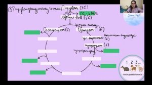 Цикл Кребса: Общее понимание и Последовательность реакций