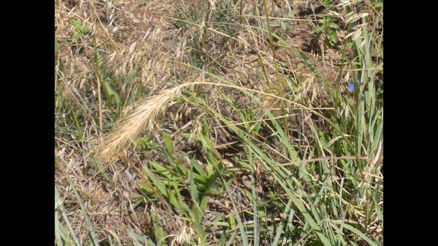 КОЛОСНЯК, или ПЫРЕЙНИК (ELYMUS) сем. Злаки смотреть онлайн