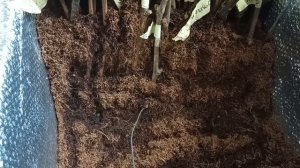 Кильчеватор для черенков винограда ,контроль влажности.