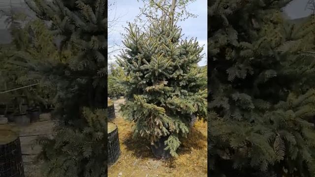 Μπλε Ερυθρελάτη Picea pungens Hoopsii смотреть онлайн